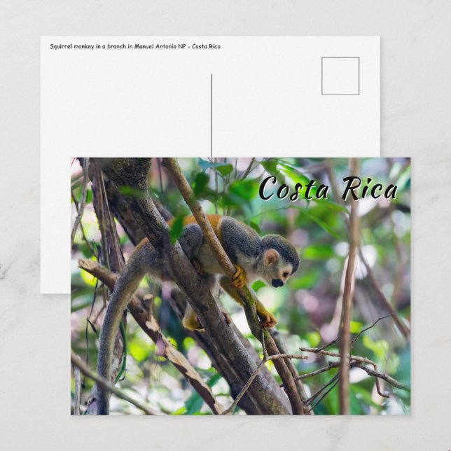 Carte Postale Singe écureuil dans le parc national Manuel Antoni (Devant / Derrière)
