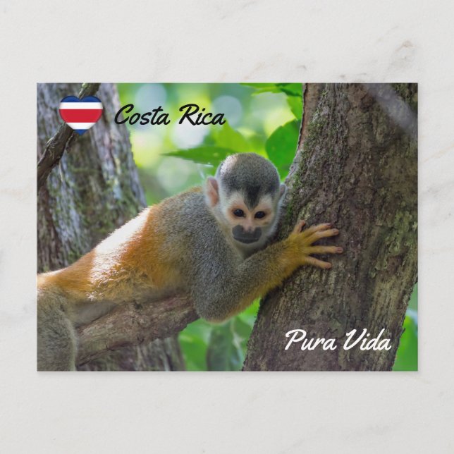 Carte Postale Singe écureuil dans le parc national Manuel Antoni (Devant)