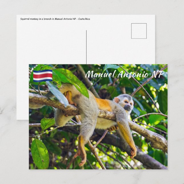 Carte Postale Singe écureuil dans le parc national Manuel Antoni (Devant / Derrière)