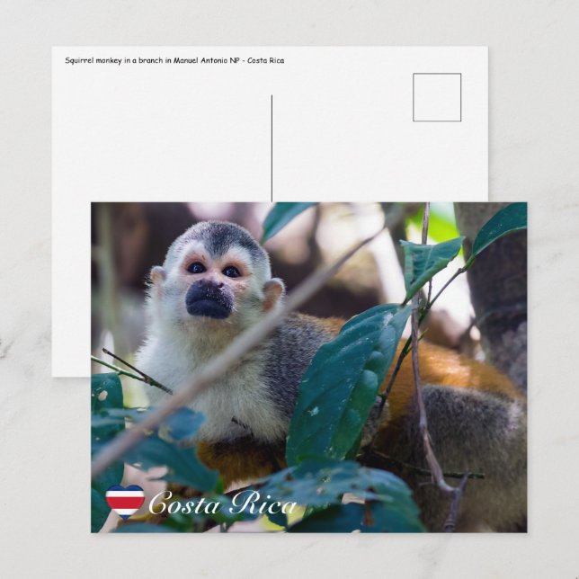 Carte Postale Singe écureuil dans le parc national Manuel Antoni (Devant / Derrière)