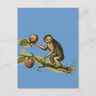 Carte Postale Singe et sa noix de coco