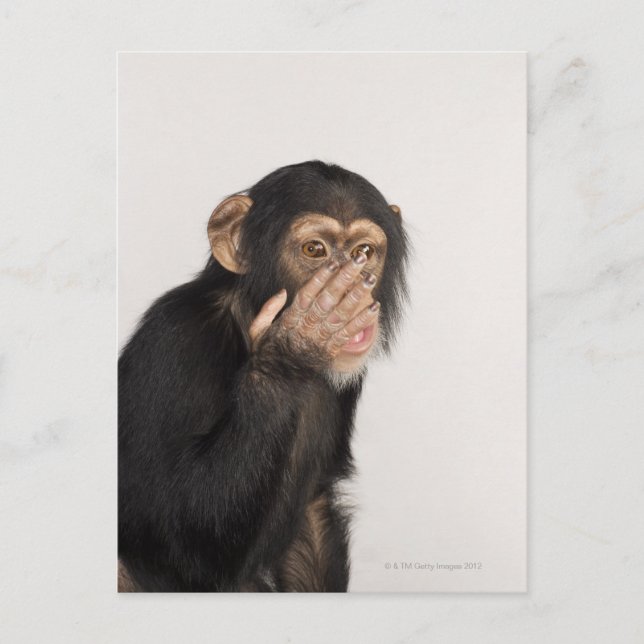 Carte Postale Singe frottant son visage (Devant)