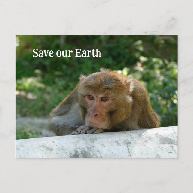 Carte Postale Singe - Grand-père (Devant)