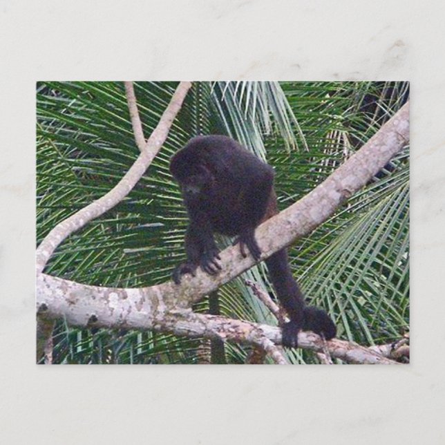Carte Postale Singe Howler et Singe Baby dans la jungle du Costa (Devant)