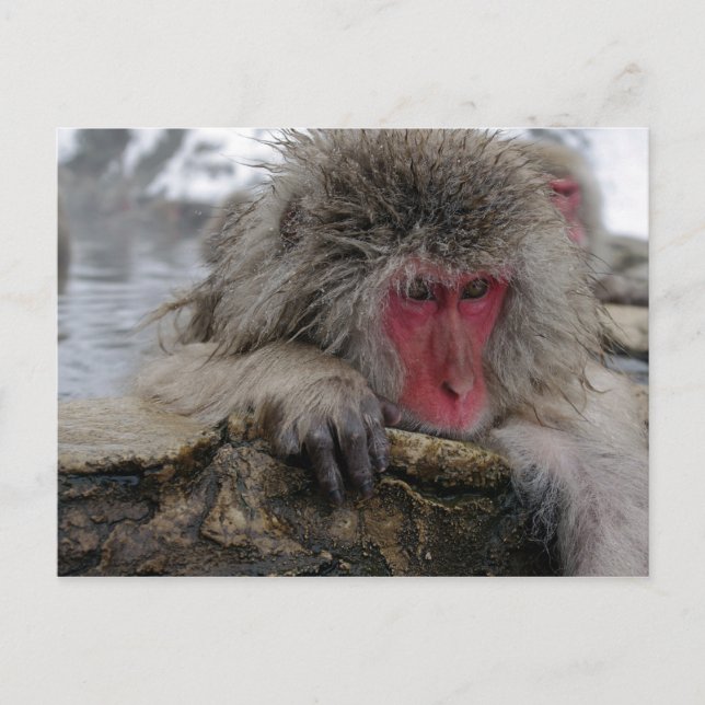 Carte Postale Singe japonais se relaxant dans une source chaude (Devant)
