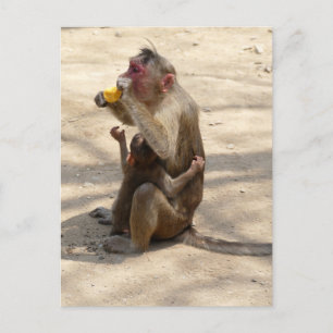 Carte Postale Singe - Je veux quelque chose aussi