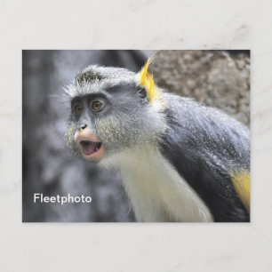 Carte Postale Singe loup multicolore