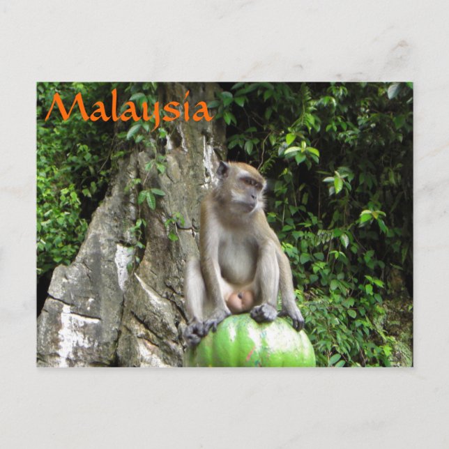 Carte Postale Singe malaisien (Devant)