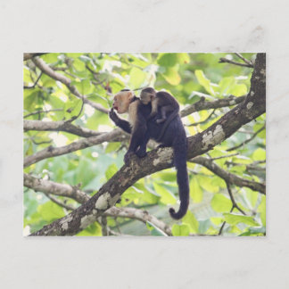 Carte Postale Singe mère et bébé