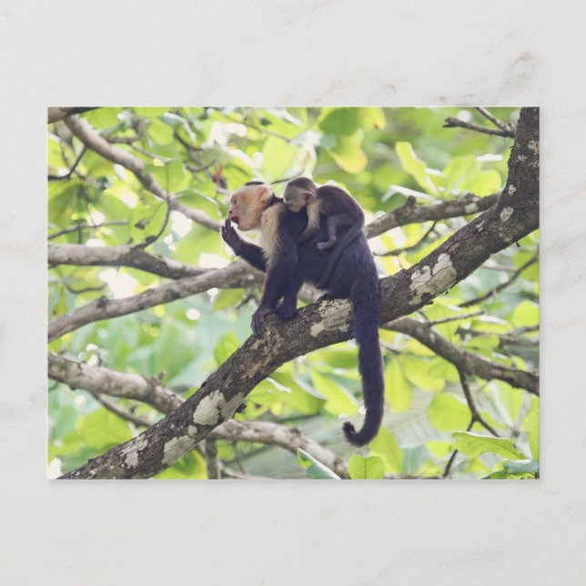 Carte Postale Singe mère et bébé (Devant)