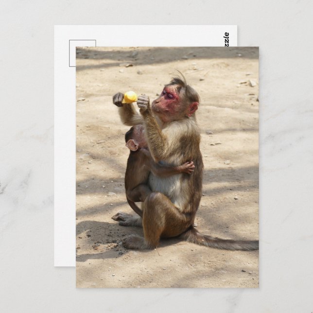 Carte Postale Singe - Mères Petit-Déjeuner (Devant / Derrière)