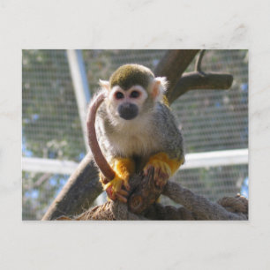 Carte Postale Singe mignon