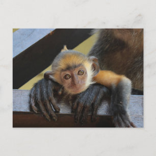 Carte Postale Singe mignon dans les bras de maman Photo de Borne