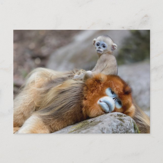 Carte Postale Singe nez retroussé doré père avec bébé (Devant)