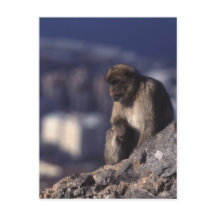 Singe pensif à Gibraltar