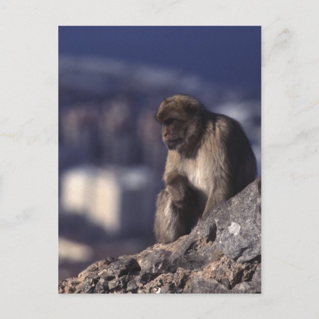 Carte Postale Singe pensif à Gibraltar (Devant)