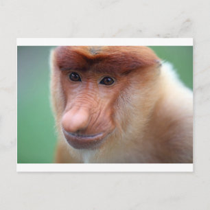 Carte Postale Singe proboscis Labuk Bay Borneo
