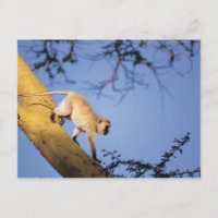 Singe vervet sur branche d'arbre, Serengeti