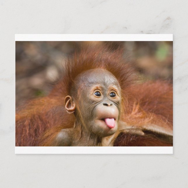 Carte Postale Singeries 2 (Devant)