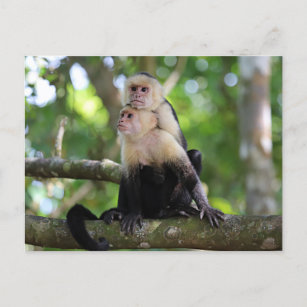 Carte Postale Singes capucins
