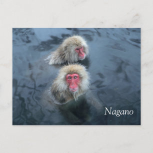 Carte Postale Singes des neiges en Nagano, Japon
