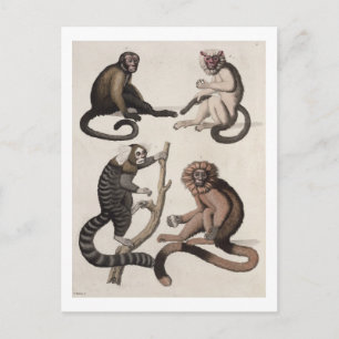 Carte Postale Singes (litho couleur)