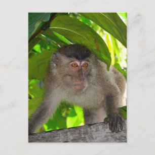 Carte Postale Singes : Macaque dans Kalimantan Indonésie