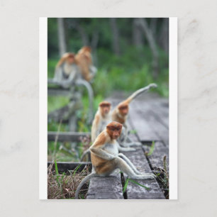 Carte Postale Singes nasiques drôles