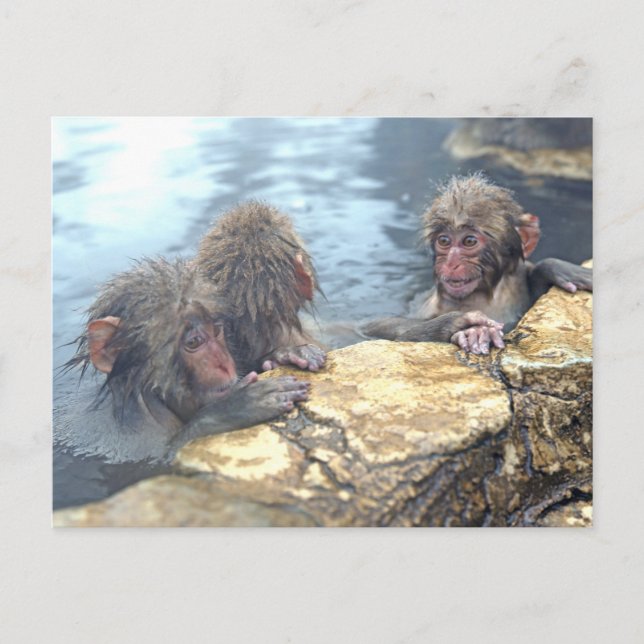 Carte Postale Singes Onsen (Devant)