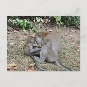 Carte Postale Singes sauvages de Singapour