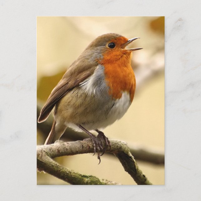 Carte Postale Singing Robin (Devant)