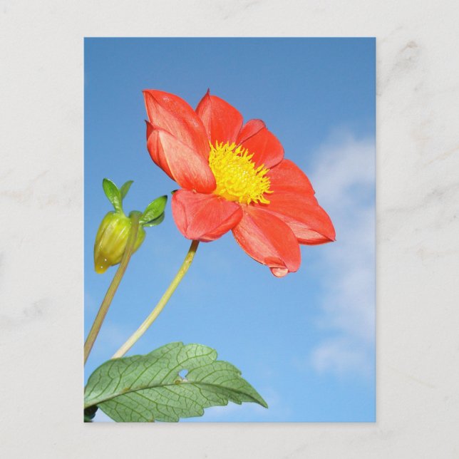 Carte Postale Single Red Strawberry Blossom Flower (Devant)