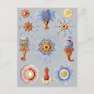 Carte Postale Siphonophorae