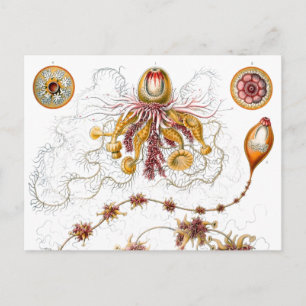 Carte Postale Siphonophorae Ernst Haeckel Fine Art