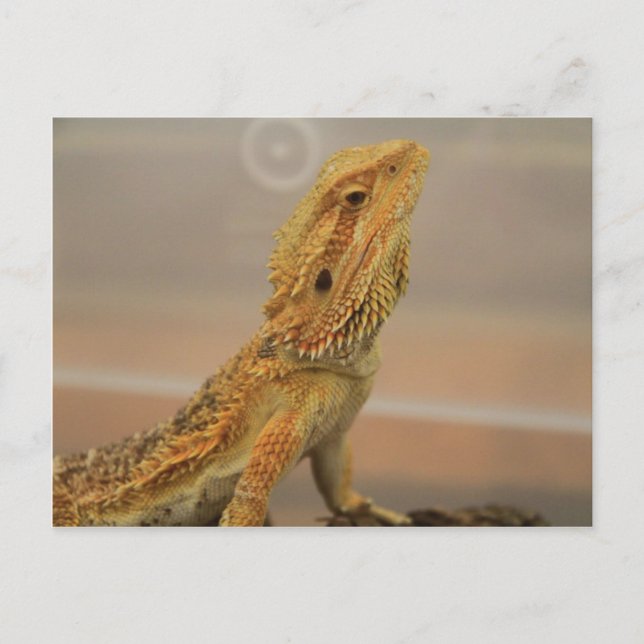 Carte Postale Sir Charles Posing (Devant)