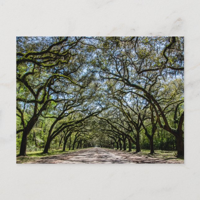 Carte Postale Site historique de Wormsloe, la savane la Géorgie (Devant)