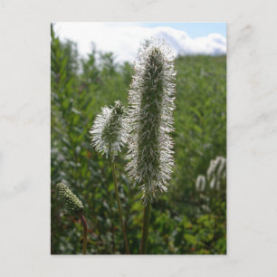 Carte Postale Sitka Great Burnet, île de l'Unalaska