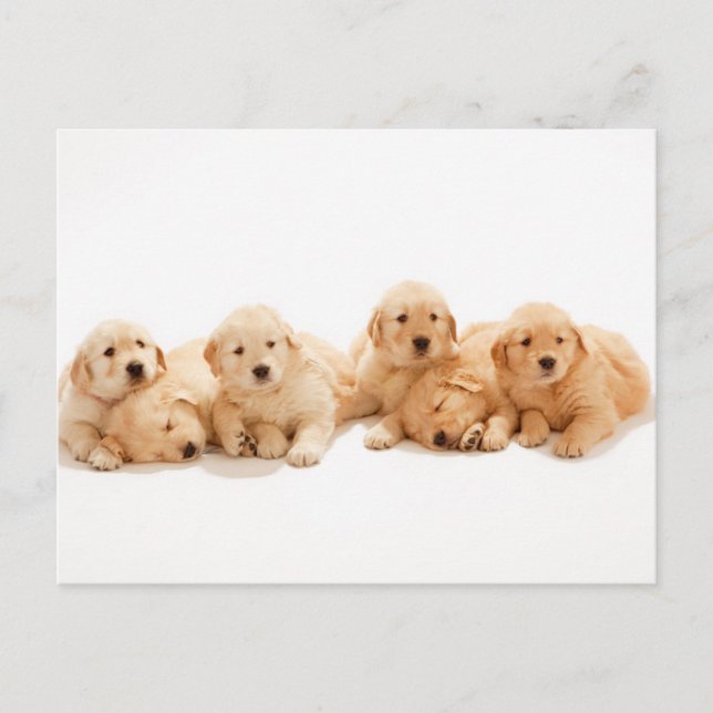 Carte Postale Six Golden Retriever Puppies (Devant)