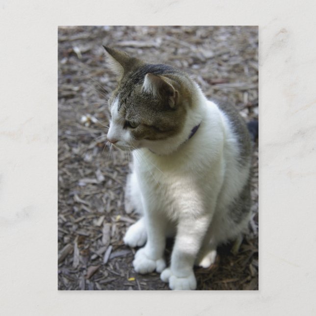 Carte Postale Six orteils (Devant)