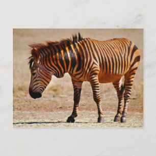 Carte Postale Sizzling zebra