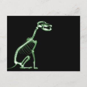 CARTE POSTALE SKELETON DE CHIEN À POIVRE X-RAY - VERT