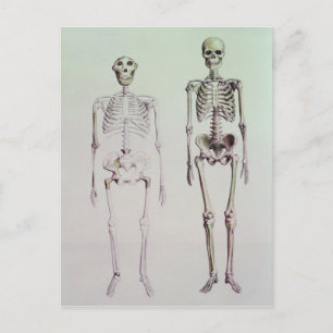 Carte Postale Skeletons d'Australopithèque Boisei