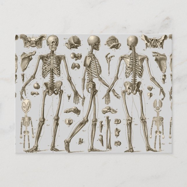 Carte Postale Skeletons de l'Encyclopedia Brockhaus & Efron (Devant)