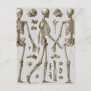 Carte Postale Skeletons de l'Encyclopedia Brockhaus & Efron