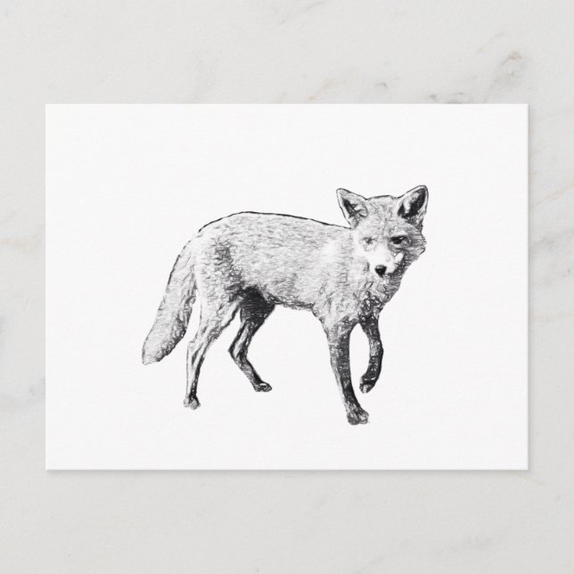 Carte Postale Sketch Young Fox (Devant)