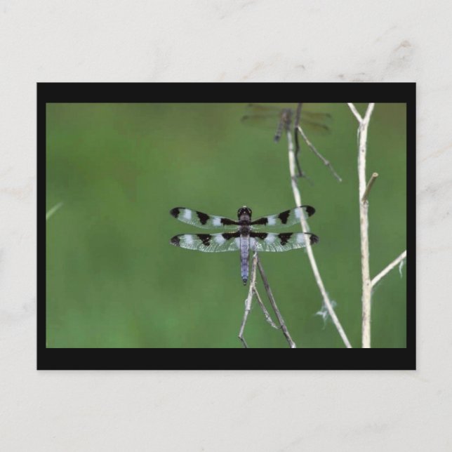 Carte Postale Skimmer à douze points (Devant)