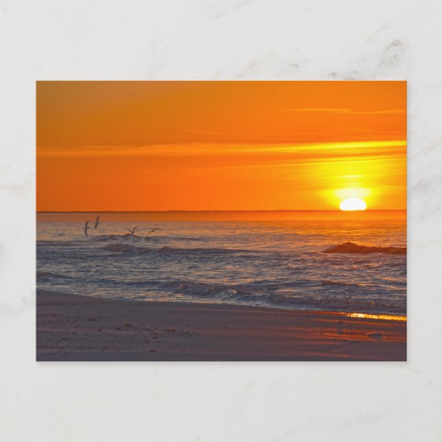 Carte Postale Skimmers volant à Sunrise, Floride Beach (Devant)