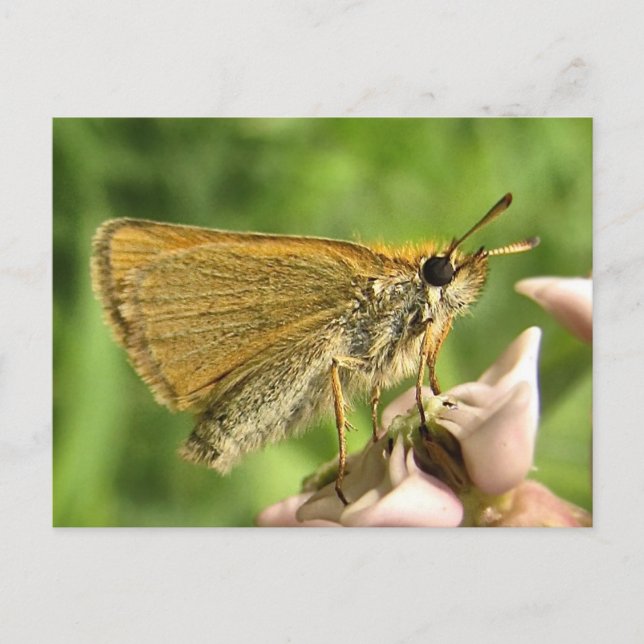 Carte Postale Skipper sur Milkweed (Devant)