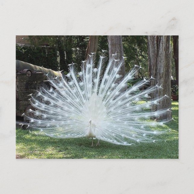 Carte Postale Skully Top Fun (Devant)