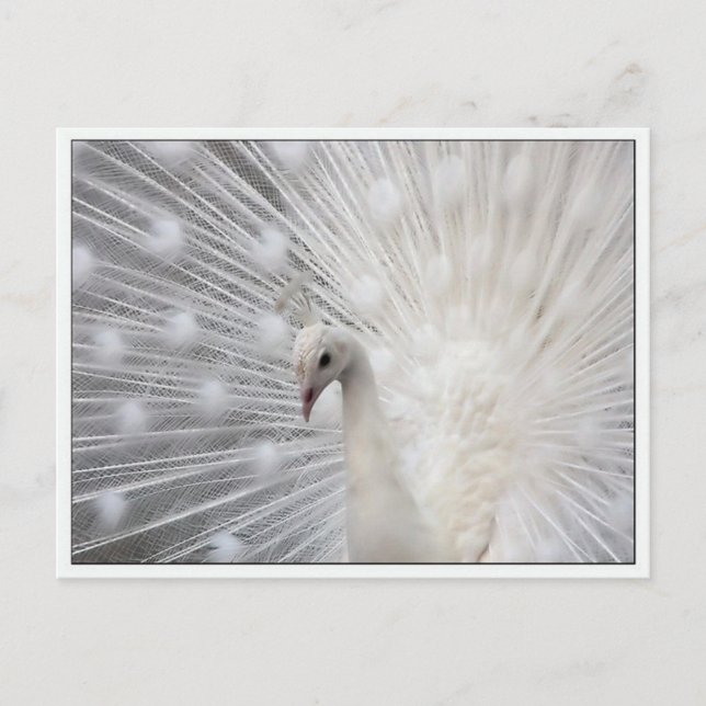 Carte Postale Skully Top Fun (Devant)